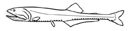 Familia Gonostomatidae_claves.jpg